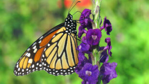 Renewed Hope for Eastern Monarch Butterfly?