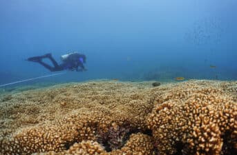 A Ray of Hope for Some Coral Reefs