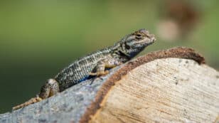 Deforestation Could Put 84% of North American Lizards at Risk, Study Says