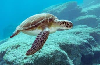 Bottle Caps, Halloween Toy and Other Plastics Found Inside Dead Sea Turtles in the Mediterranean