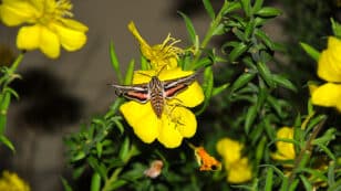 Air Pollution Makes Flowering Plants Harder to Locate for Pollinators, Study Finds